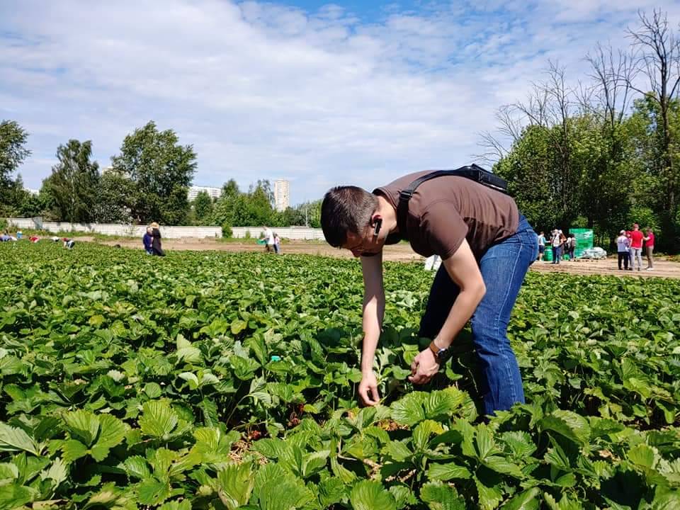 На полях Латвии сгнила клубника из-за отсутствия заробитчан