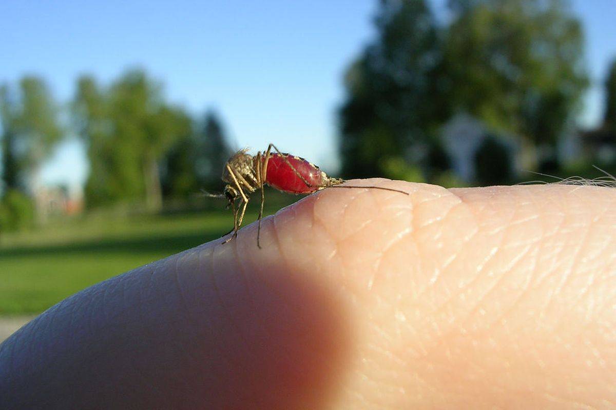 Доктор рассказала о самых опасных последствиях укусов насекомых