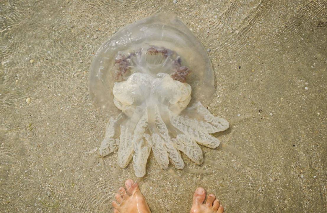 Специалист назвала причины невиданного нашествия медуз в Азовском море