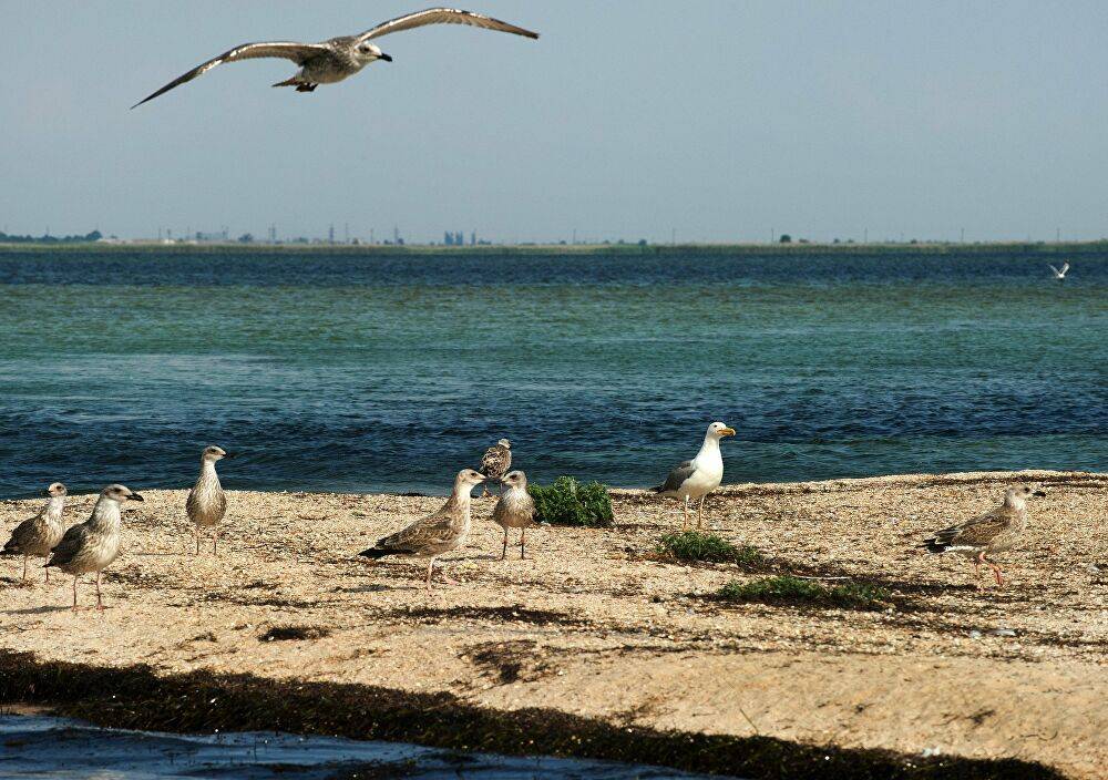 Водная блокада Крыма крайне негативно отразилась на состоянии одного из заповедников полуострова