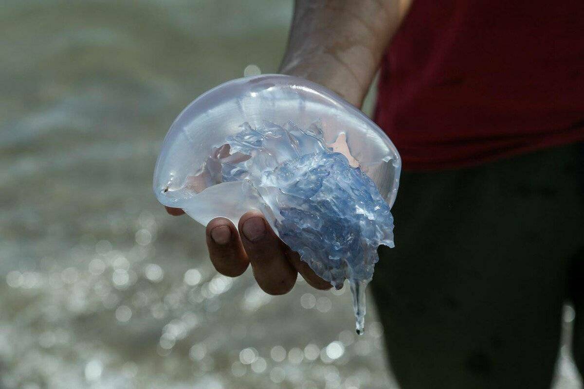 Пошла вторая волна: в Кирилловке снова началось нашествие медуз