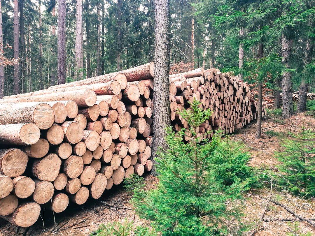 В мире наблюдается острый дефицит древесины