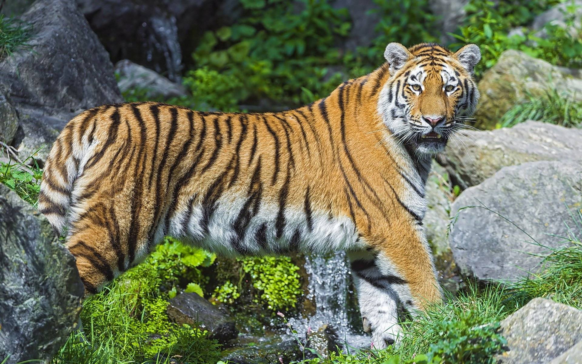 «Нагнетал обстановку почти целый час»: амурский тигр загнал грибников на дерево и ждал добычу
