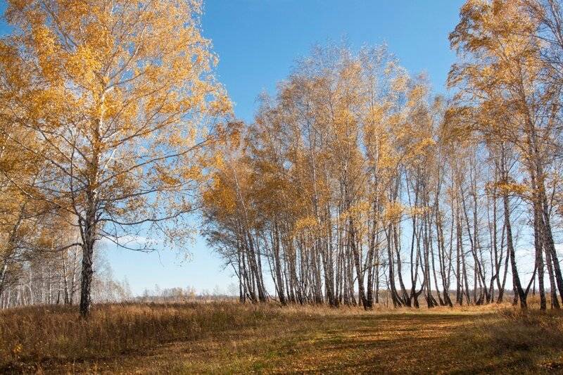 Октябрь близко. Октябрьский лес. Пейзаж Лесной Октябрьский. Октябрьский лес фото. Солнечный октябрь.