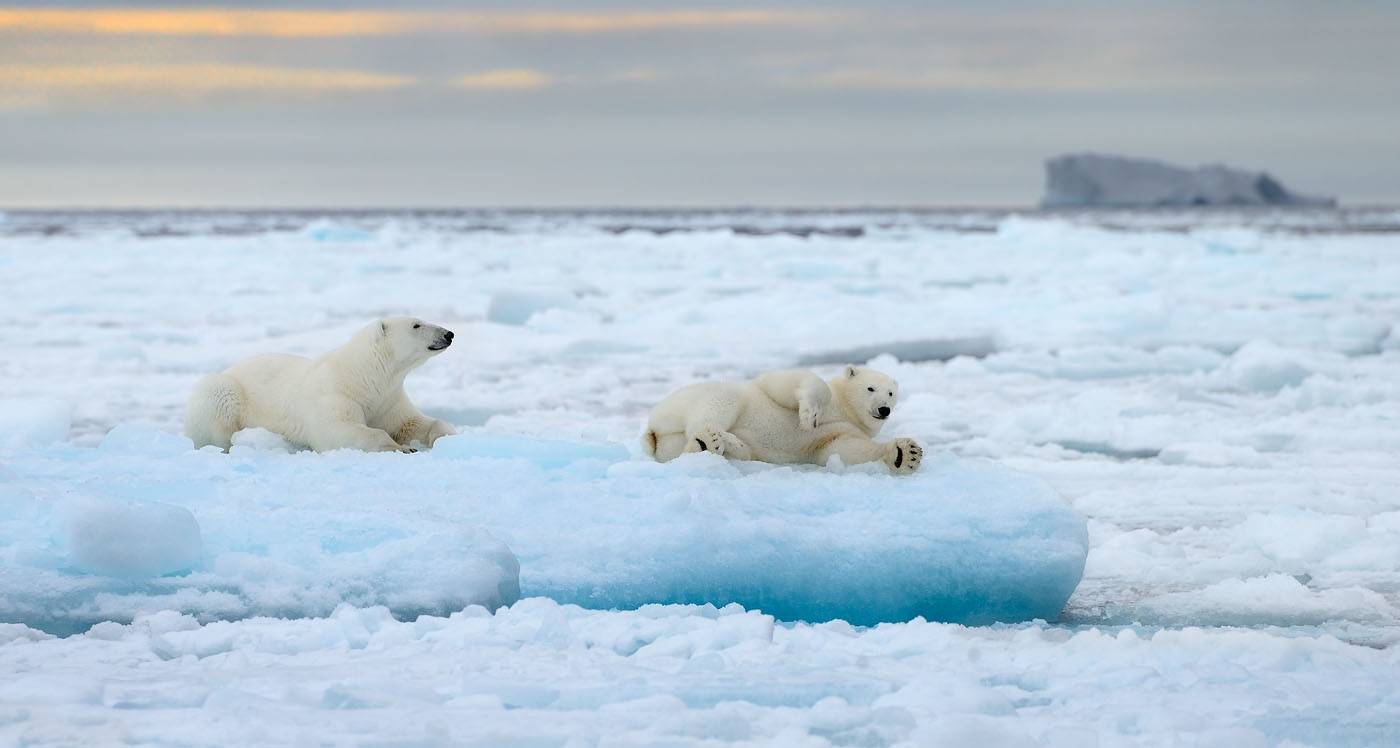 Медведи возвращаются на льдины: впервые за два десятилетия учёные зафиксировали самую низкую температуру воздуха в Арктике