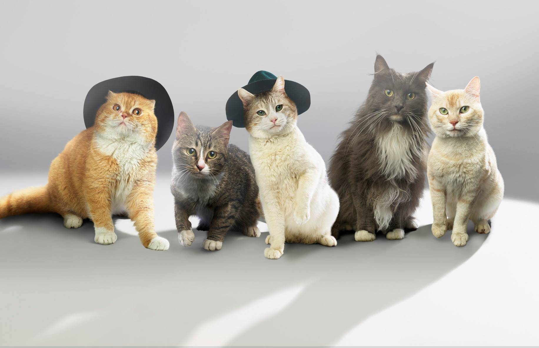 «Если заводите питомцев впервые»: эксперты перечислили лучшие породы кошек