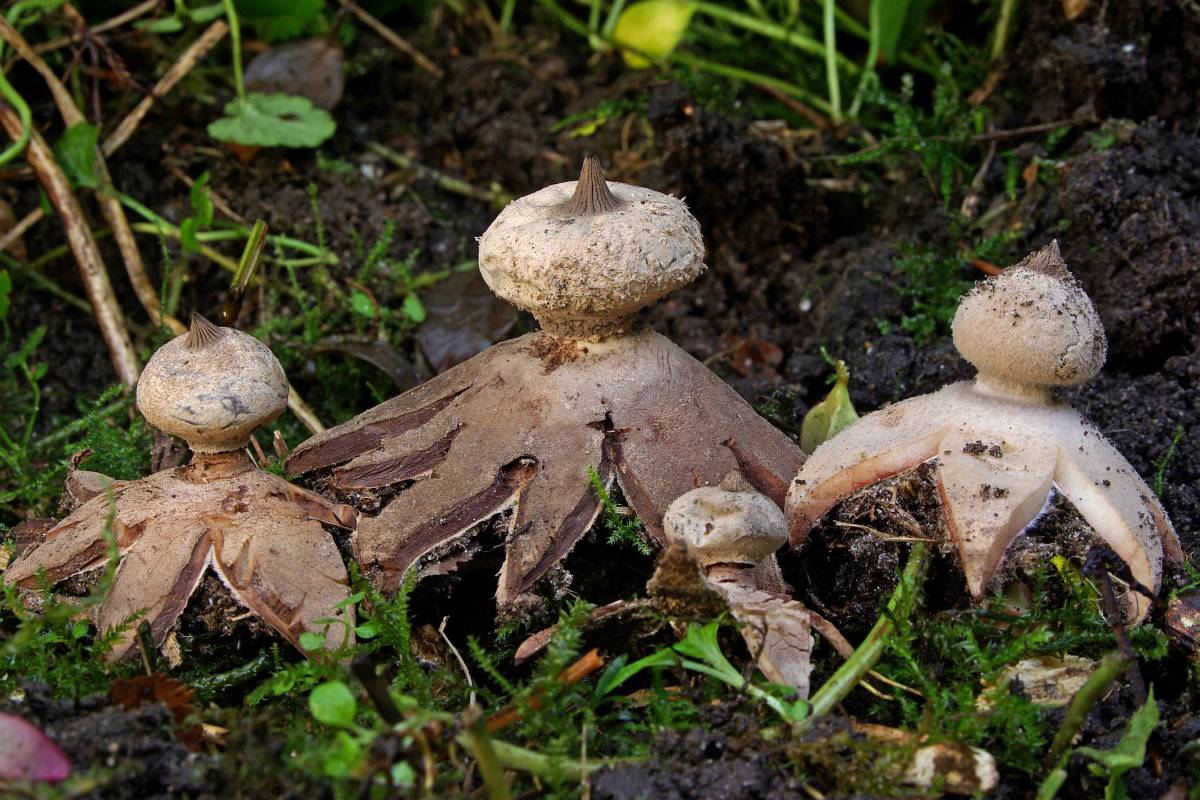 «Коробочка пылит. Что это такое?»: жители российского Челябинска спутали известный гриб с мутантом
