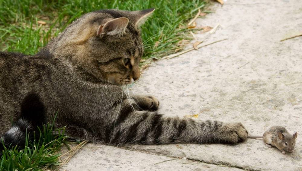Специалисты назвали причину стремления всех кошек к охоте