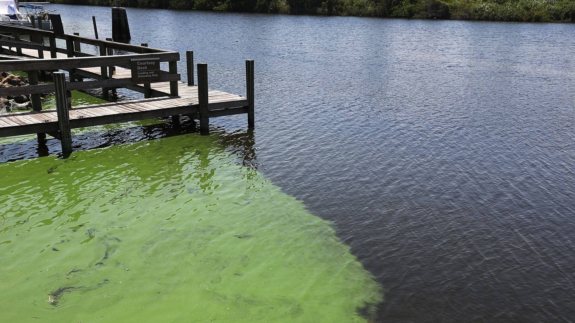 Может начаться дефицит питьевой воды: ученые предупредили о цветениИ токсичных водорослей в США