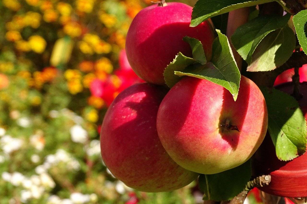 Низкие цены будут держаться?: в Украине резко подешевели яблоки