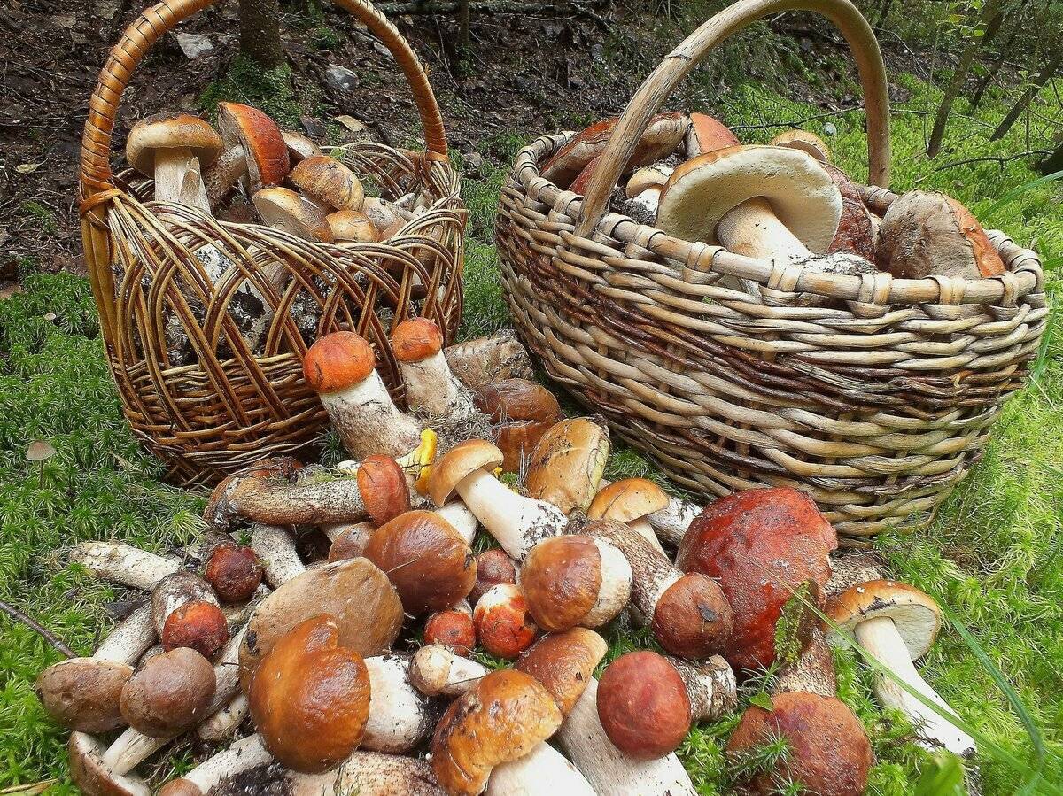«Не бойтесь включать в ежедневный рацион»: политолог рассказала об уникальных свойствах грибов