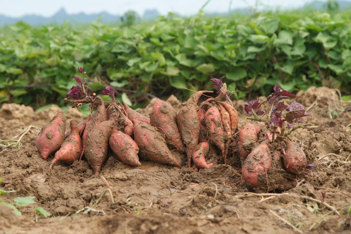 Вместо картошки - батат: Эксперт рассказала о выращивании новых культур в Украине из-за климатических изменений