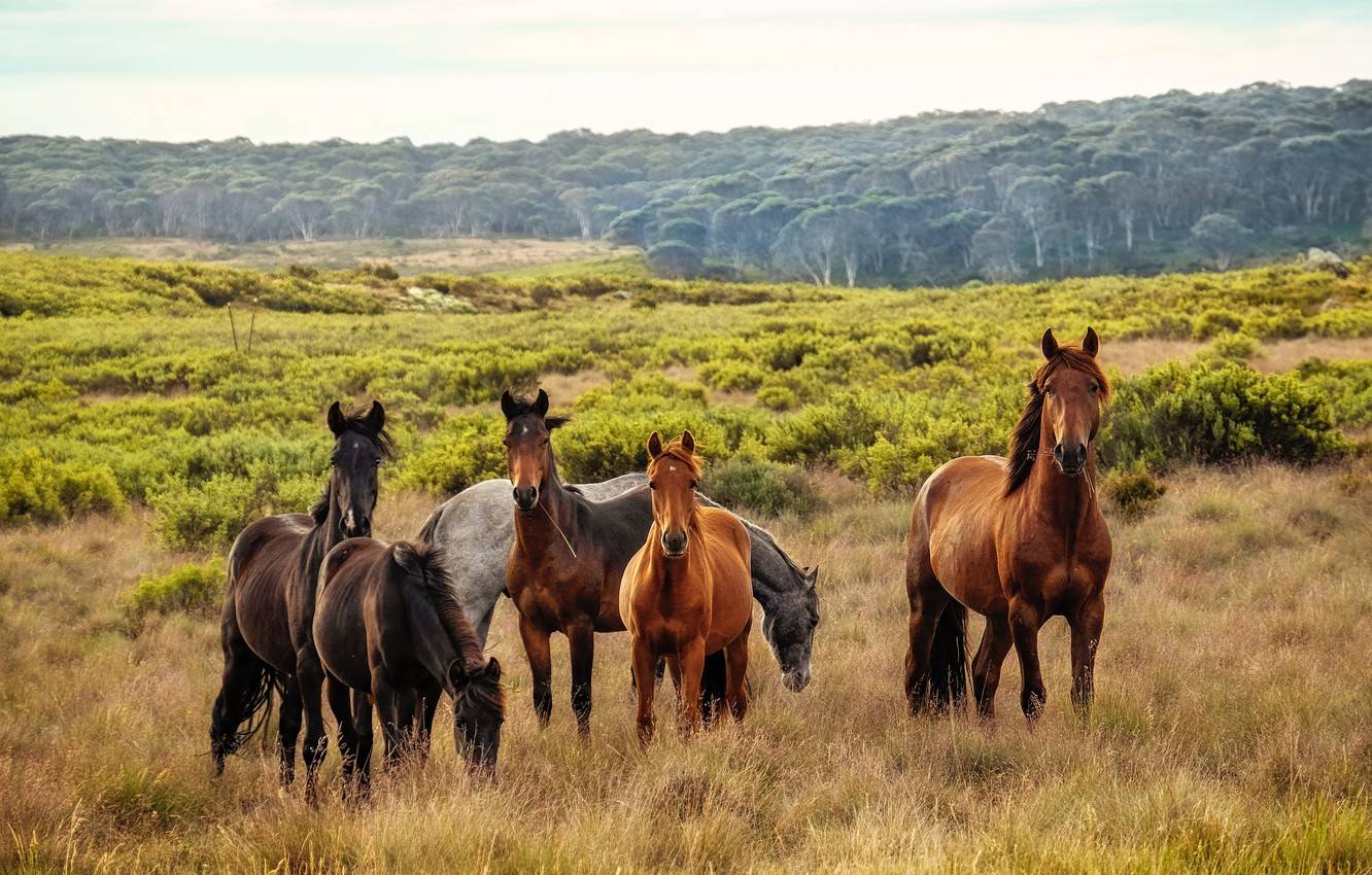 Учёные установили, как и где появились первые домашние лошади