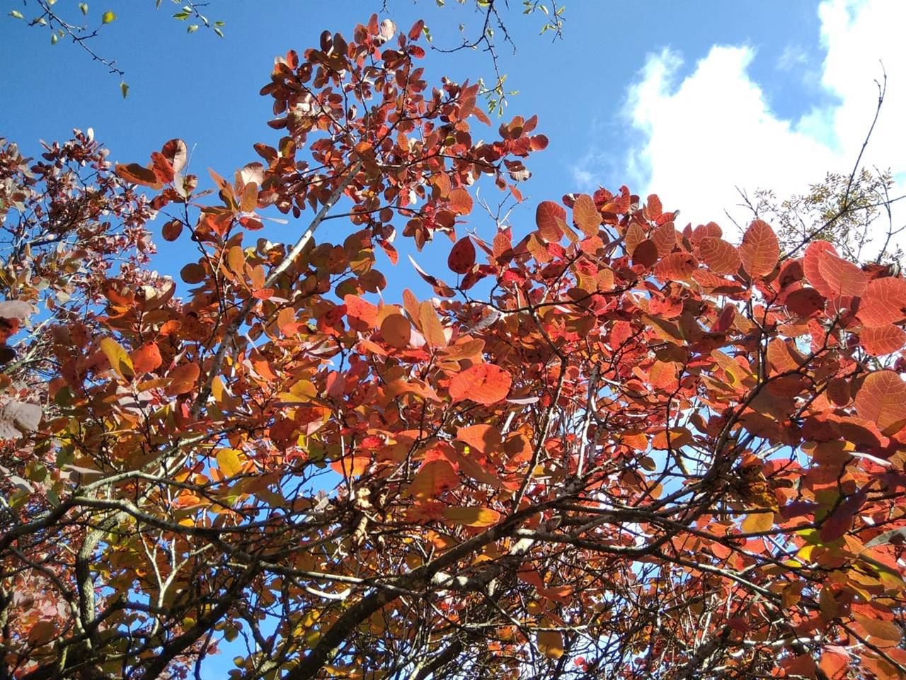 Осень вступит в права: синоптики рассказали о погоде в первые дни ноября