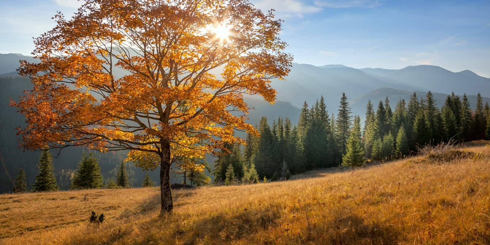 Тёплая погода задержится надолго: синоптики дали прогноз до конца недели