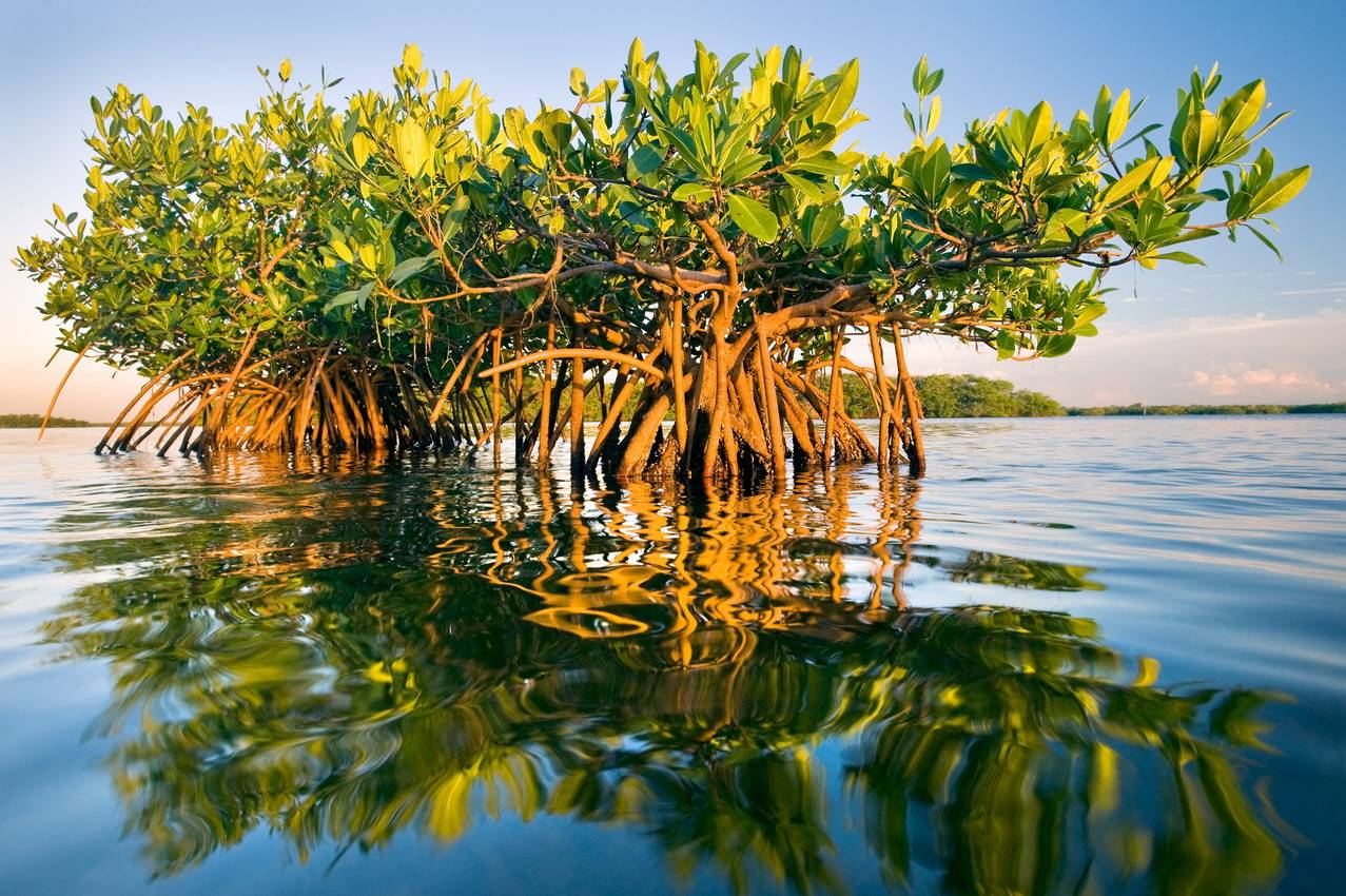 Учёные обнаружили в Мексике самые древние мангровые заросли