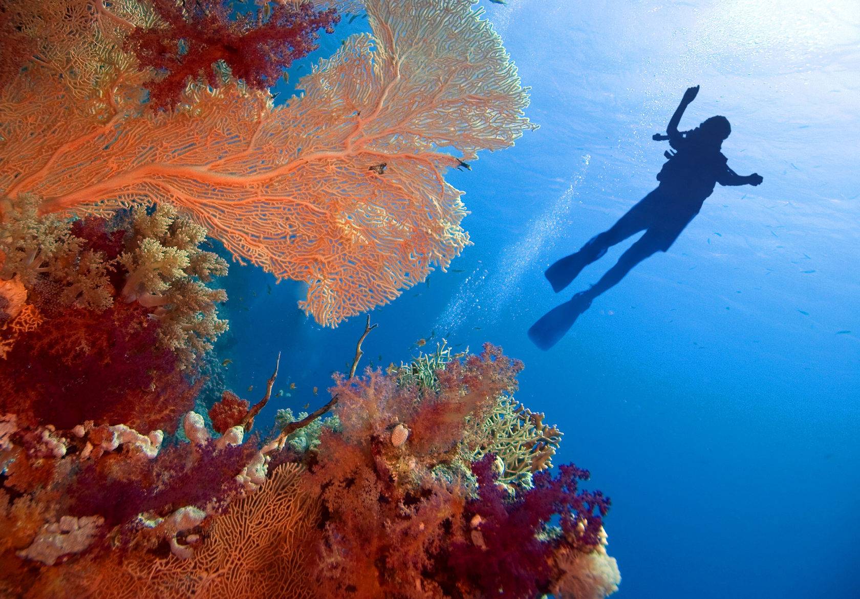 Названы ТОП-4 обитателя Красного моря, которые могут убить туристов