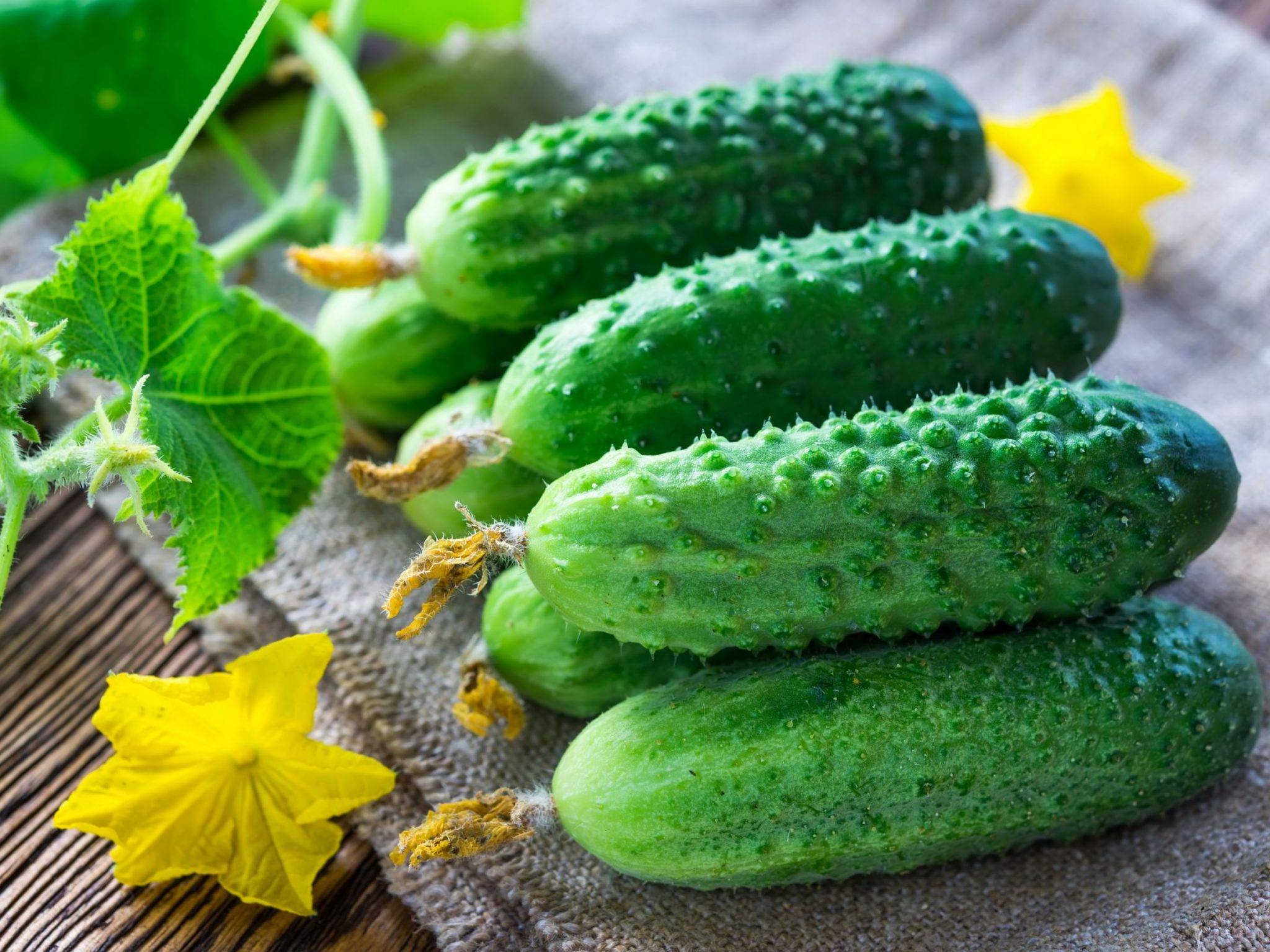 «А как же война и агрессор?»: впервые в истории Украина стала импортировать российские огурцы