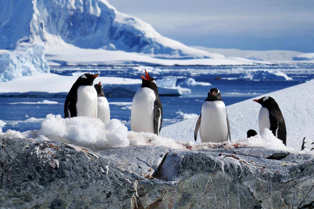 Опускание морского дна: учёные установили причину полного обледенения Антарктиды миллионы лет назад