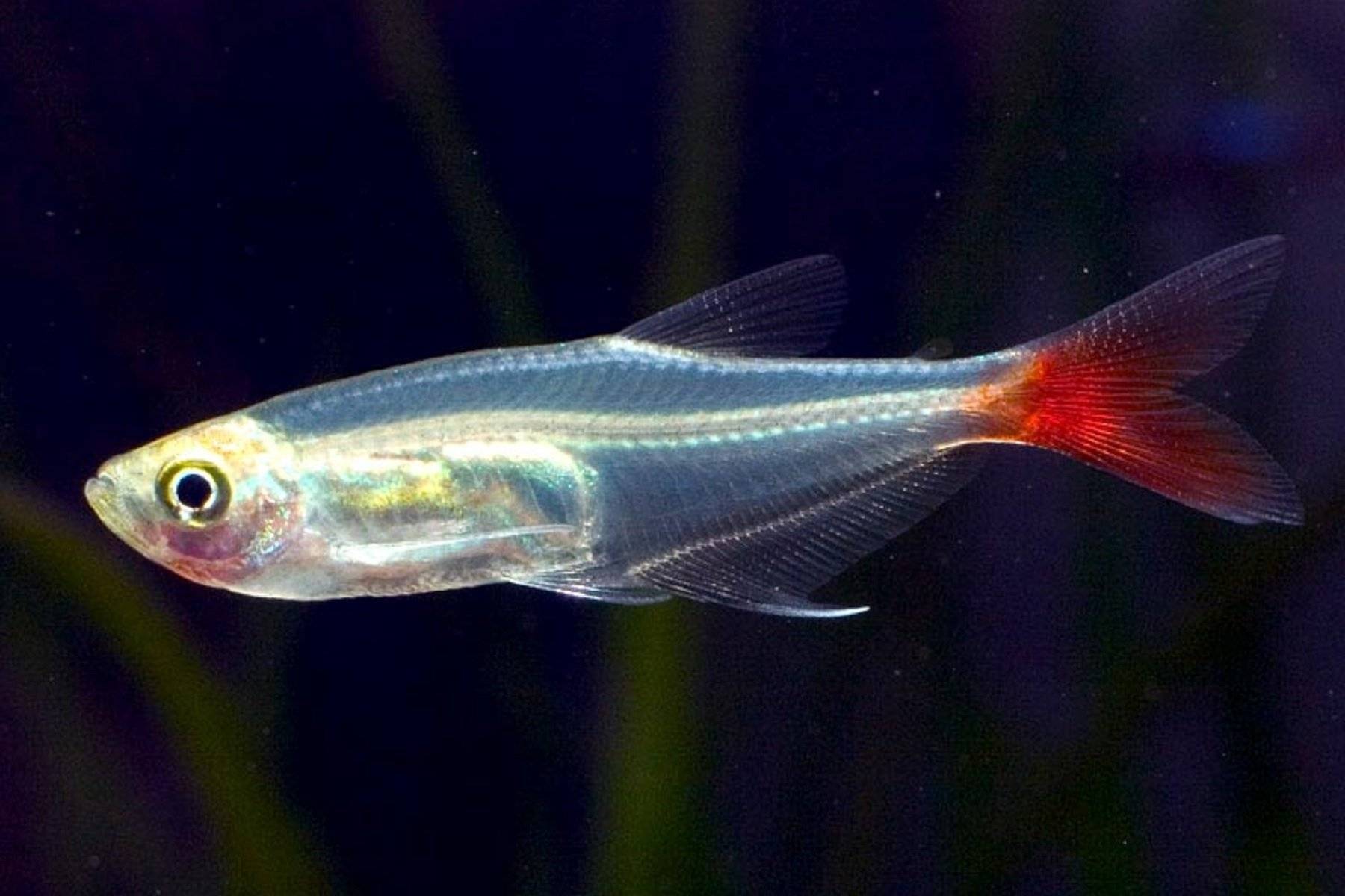 Крошечный мозг и прозрачное тело: учёные открыли необычный вид рыбы