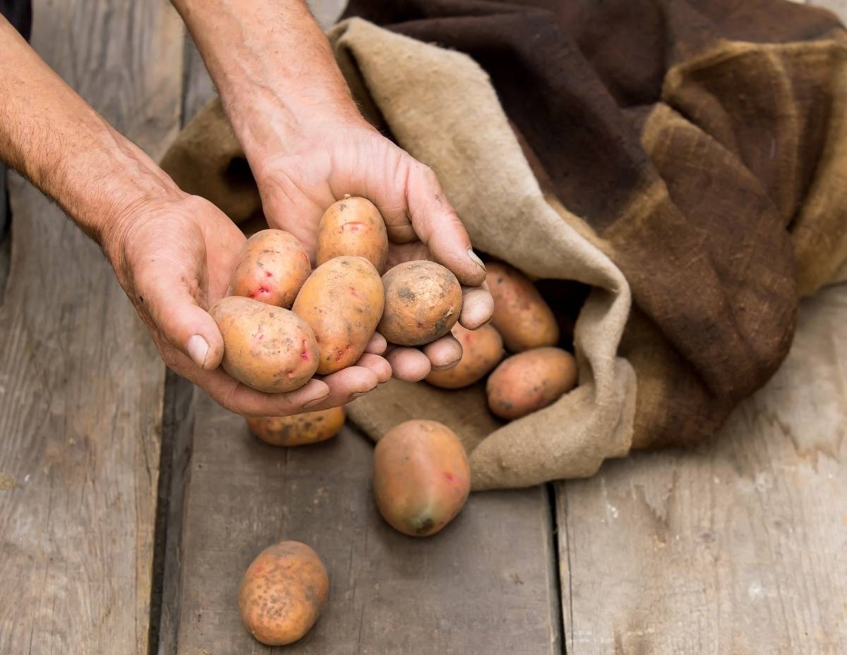 Будет свежим до самой весны: эксперты рассказали, как хранить картофель в квартире