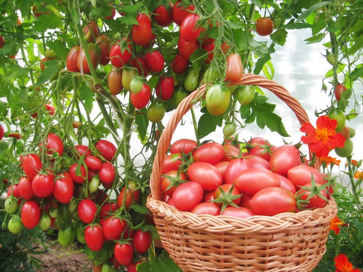 Диетологи назвали 7 уникальных свойств томатов