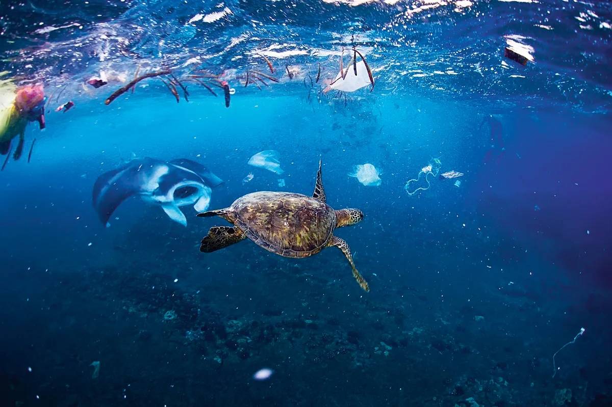 Учёные: морские обитатели научились использовать пластиковый мусор в качестве плавсредств