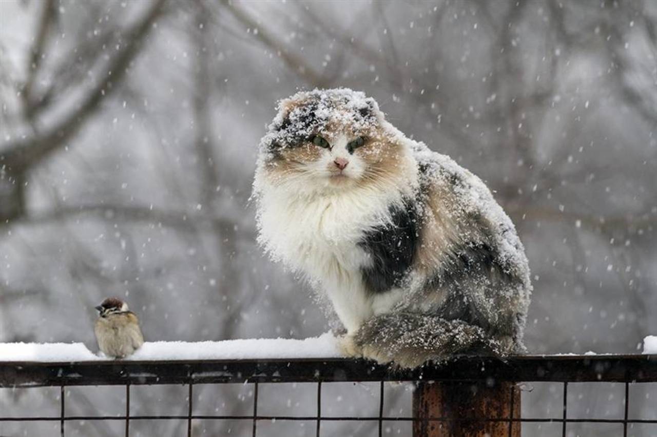 Мокрый снег накроет всю Украину: синоптики предупредили о непростой погоде 7 декабря