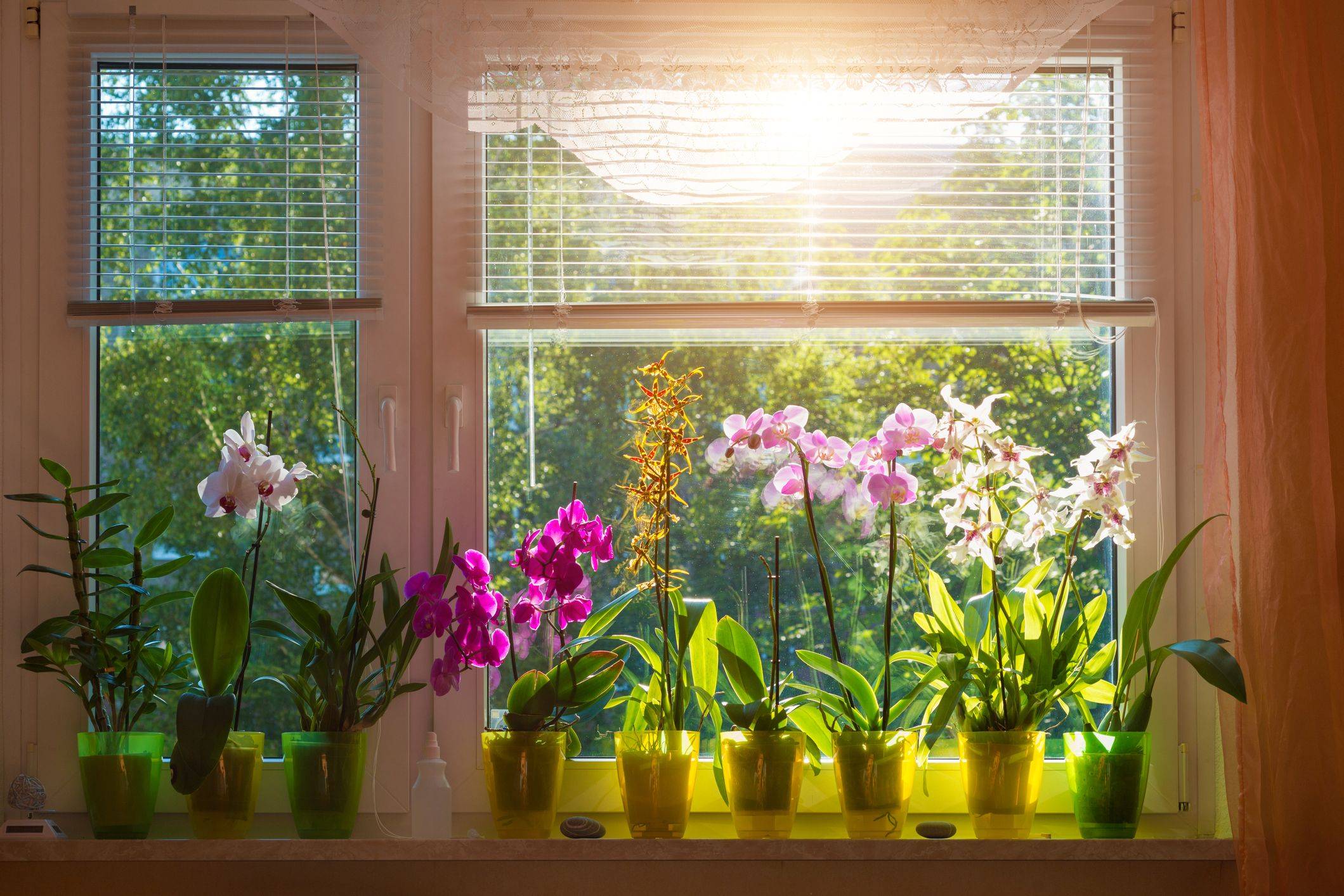 Доктор назвал 11 самых полезных растений для дома