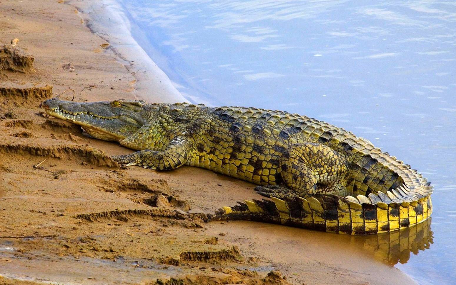Смогли пережить динозавров: ученые рассказали об уникальных способностях крокодилов