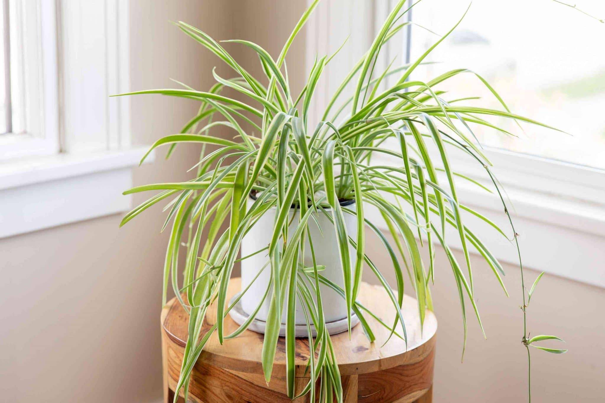 Названы три домашних растения, очищающих воздух в квартире