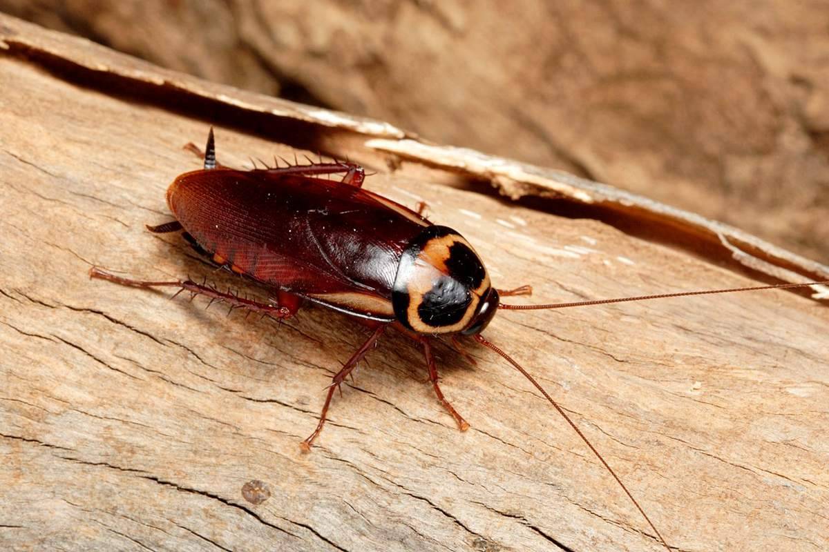 «Хорошо, что все они вымерли»: учёные рассказали о гигантских насекомых в древности