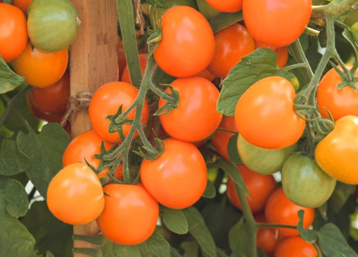 Селекционеры из США представили новый сорт томатов со вкусом мёда