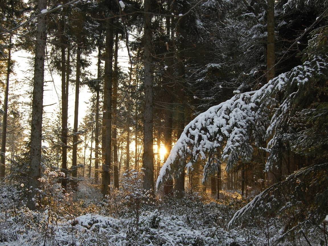 Может пригодиться зонтик: Синоптик рассказала о плюсовой температуре в новогоднюю ночь