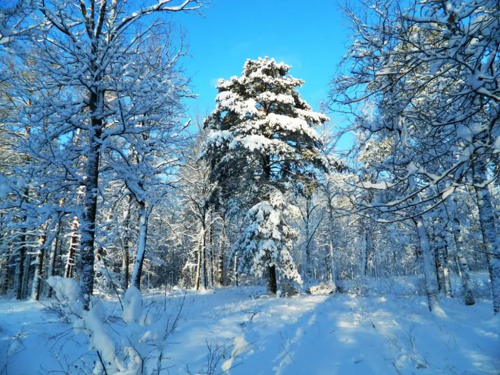 До 20 градусов мороза: синоптик предупредила о возвращении холодной погоды на Старый Новый год