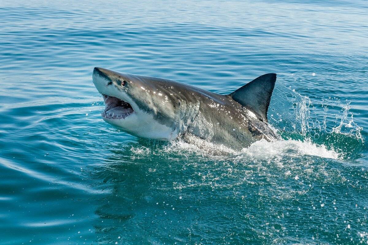 Учёные выяснили, когда чаще всего акула нападает на человека