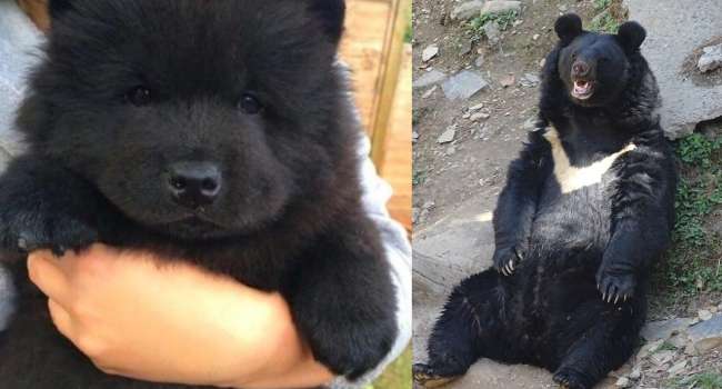 Черный медведь среди детей: как семья из Китая два года думала, что купила щенка тибетского мастифа