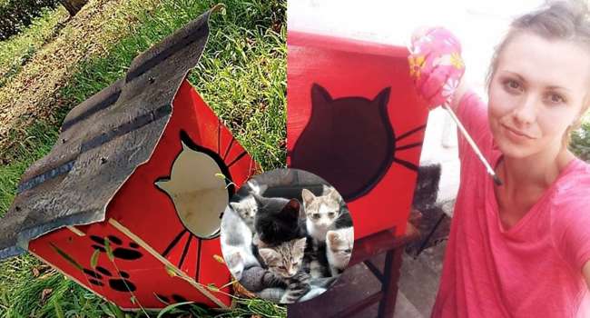 Девушка из Кировоградской области приютила больше 30 кошек: открытие общественной организации, которая будет следить за беспризорными животными