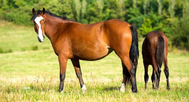 Лошадь за $16 млн и корова за $1,2 млн: названы самые дорогие в мире «аукционные» животные