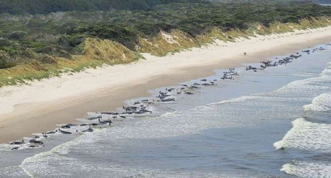 В Австралии на берег выбросило 230 китов: бедные животные погибли - остались живы лишь 35 особей