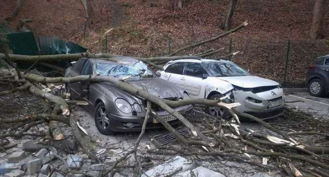 Трое львовян отсудили у коммунальщиков 750 тыс. грн за разбитые деревом авто
