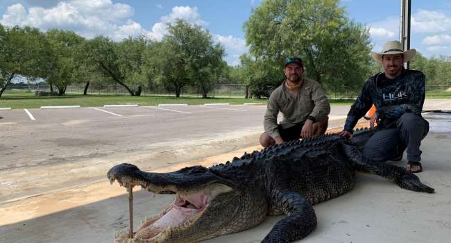 В США поймали аллигатора-гиганта, вес которого превысил 350 килограммов, а длина четырех метров