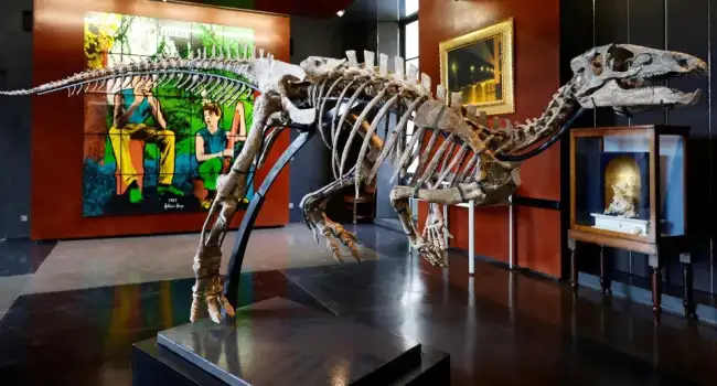 В Париже скелет динозавра по имени «Зефир», жившего 150 миллионов лет назад, продают за $500 тысяч – видеосюжет