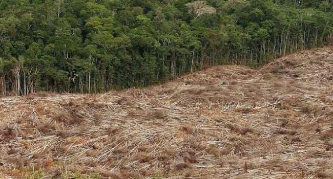 Центробанки мира финансируют уничтожение тропических лесов Амазонки