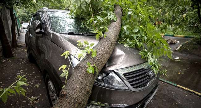 Житель Ровно отсудил у коммунальщиков 287 тыс. грн за разбитый деревом автомобиль