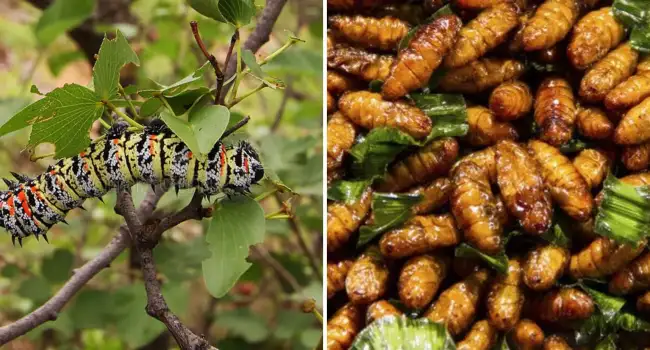 Британия призывает голодающие страны Африки выращивать насекомых для употребления в пищу