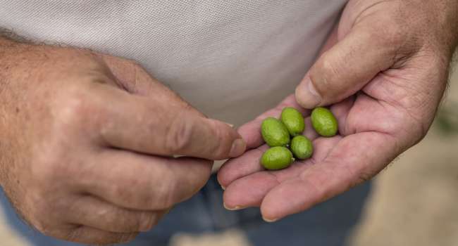 Худшая засуха угрожает мировым запасам оливкового масла: покупатели уже платят больше