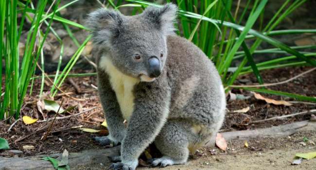 Австралия выделит 30 процентов своей территории в защиту находящихся под угрозой исчезновения видов. «Мы являемся мировой столицей вымирания млекопитающих»