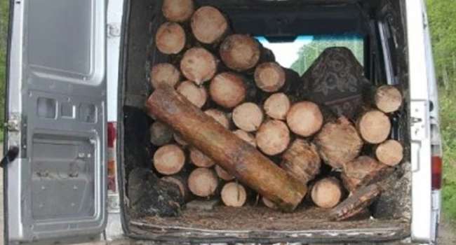 Пьяный водитель микроавтобуса перевозил незаконно срубленные деревья в заповеднике