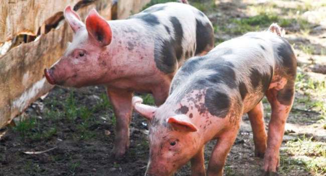 Суд оштрафовал киевскую фирму на 8,1 млн грн за незаконный ввоз свинины